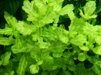 Снимка на Shinnersia rivularis, (Gray, 1970)